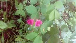 Imagem de Lathyrus roseus Steven