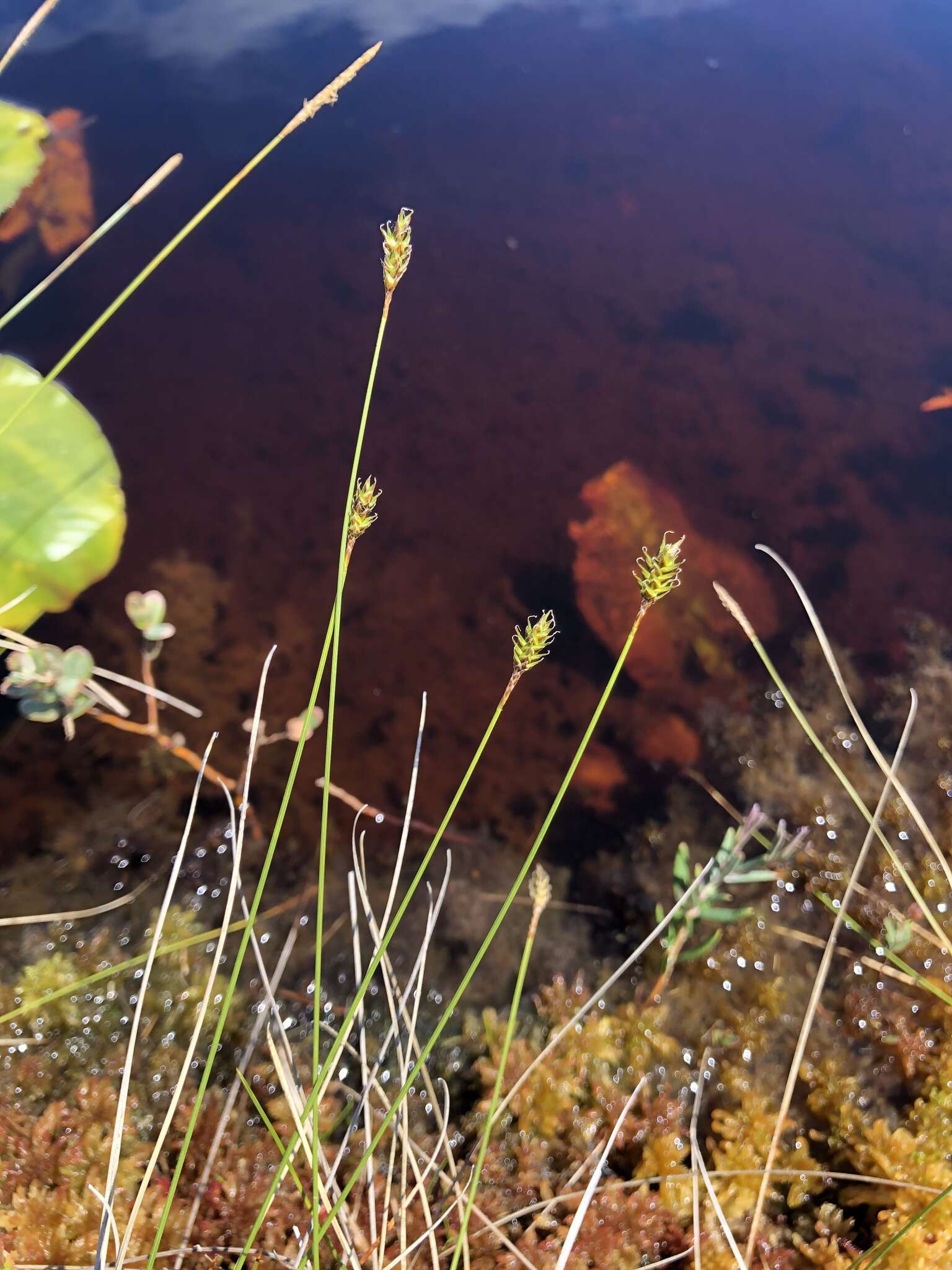 Image of Coastal sedge