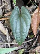 Dioscorea transversa R. Br. resmi