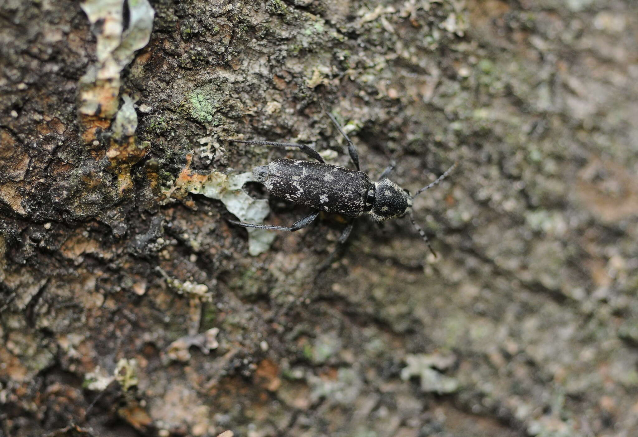 Sivun Xylotrechus (Rusticoclytus) rusticus (Linné 1758) kuva