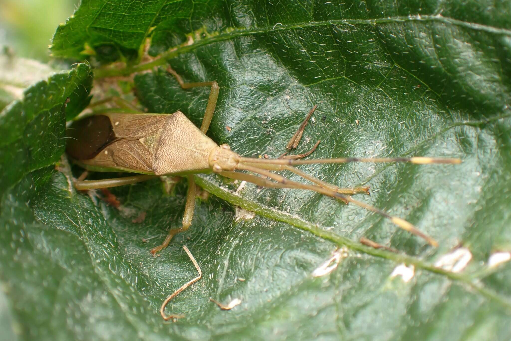 Image of Homoeocerus (Anacanthocoris) bipustulatus Stål 1871