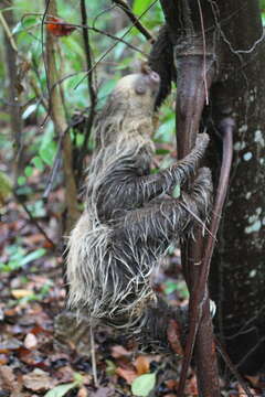 Image of two-toed sloths