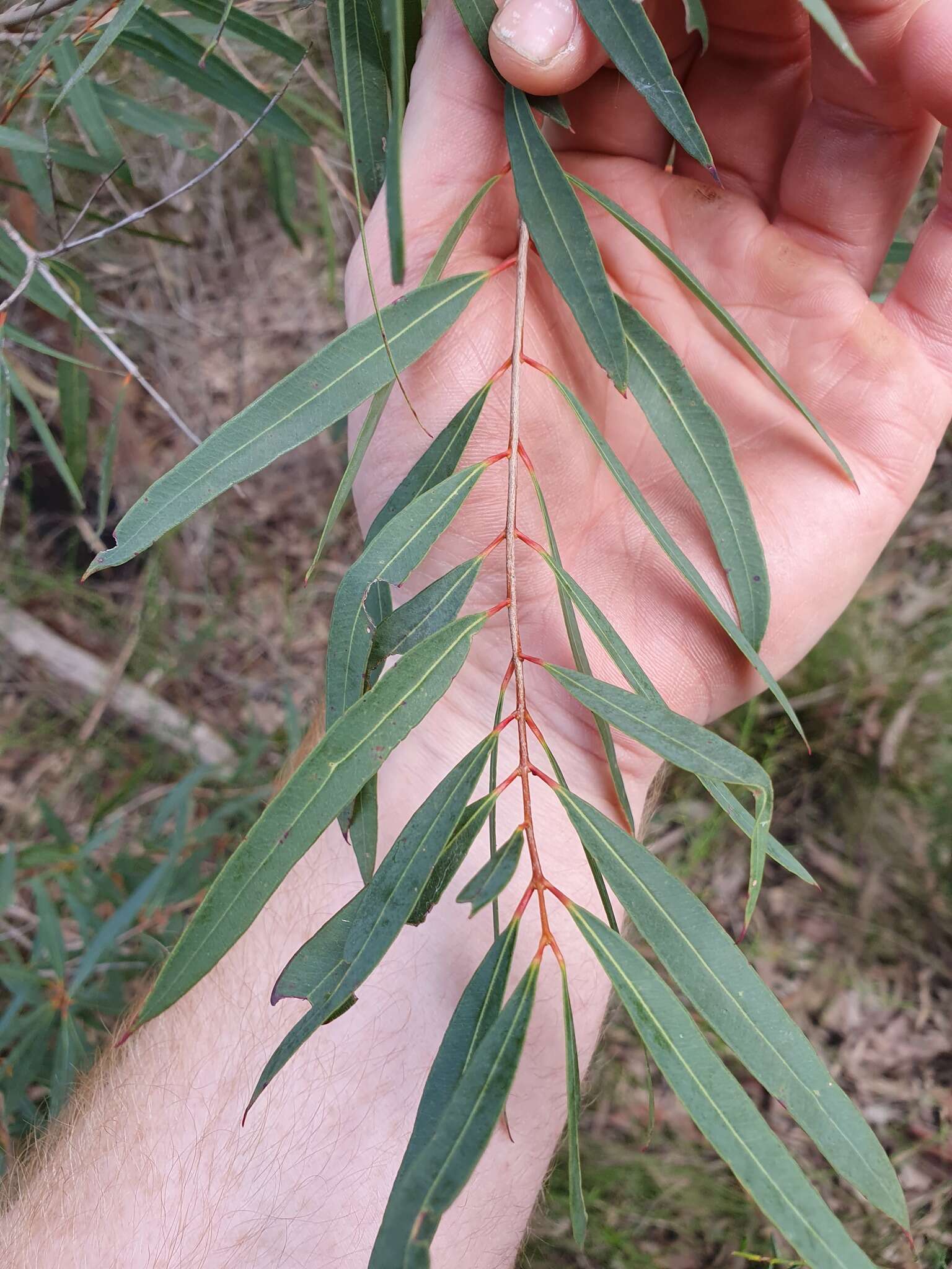 Image of Angophora bakeri E. C. Hall