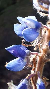 Image of Lupinus montanus Kunth