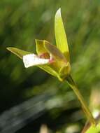 Image of Acrolophia capensis (P. J. Bergius) Fourc.