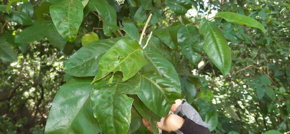 Image of Piper tuberculatum Jacq.