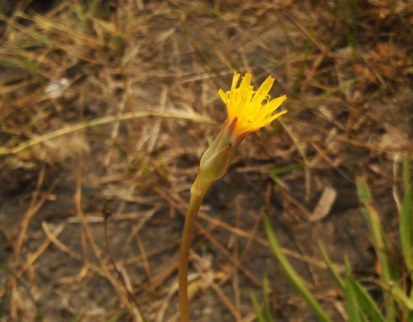 Image of Scorzonera parviflora Jacq.