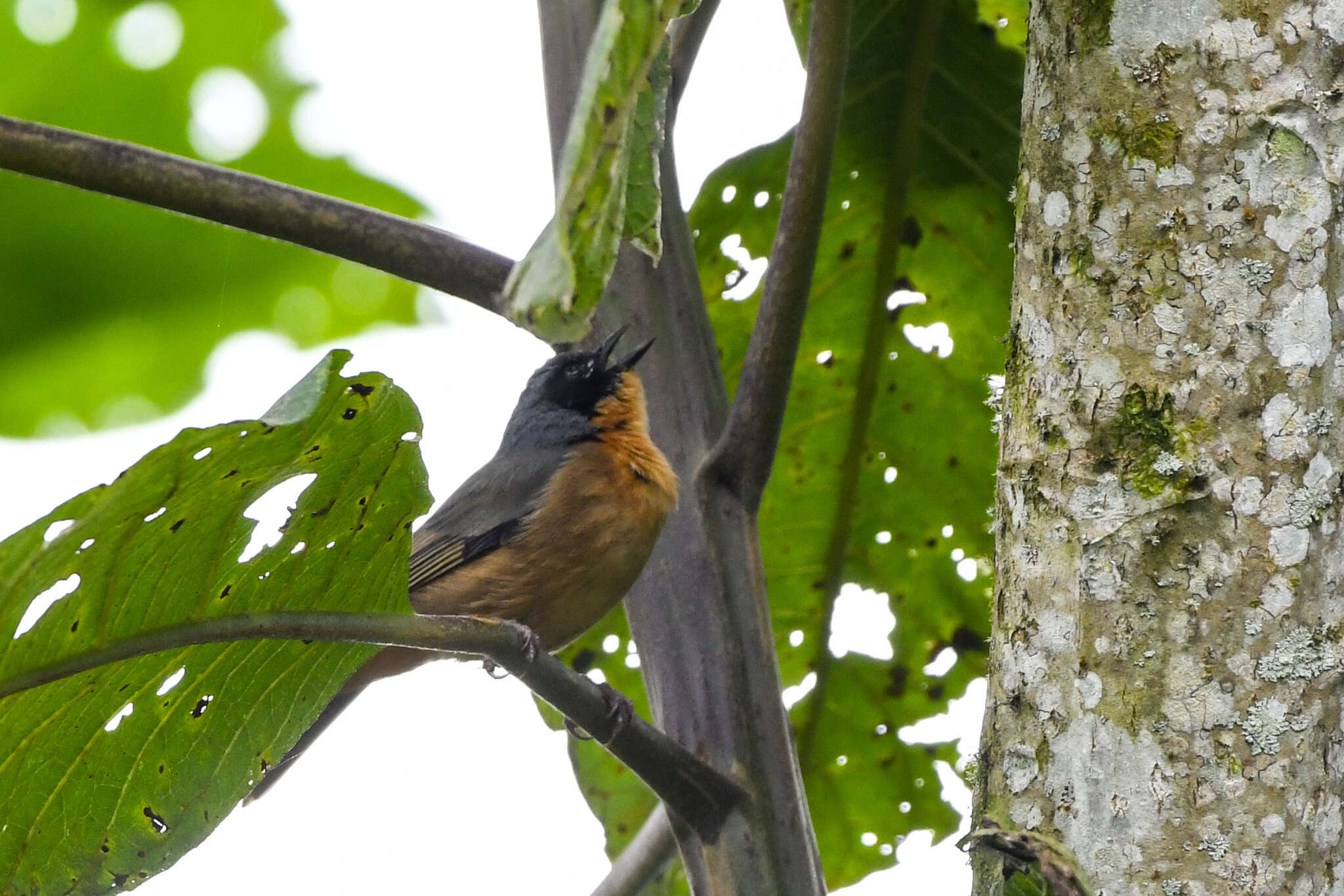 صورة Sphenopsis melanotis (Sclater & PL 1855)