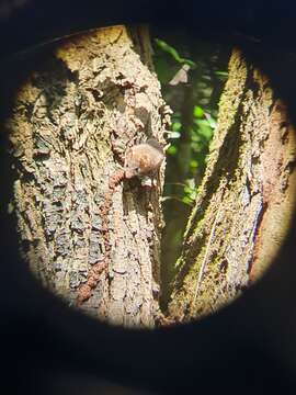 Image of Brown Antechinus