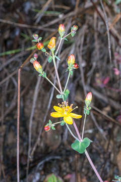 Image of slender St John's-wort