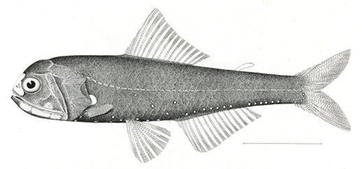 lantern fish