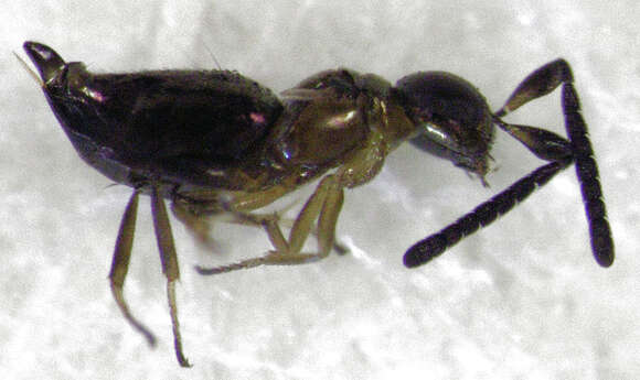 Image of Odiaglyptus