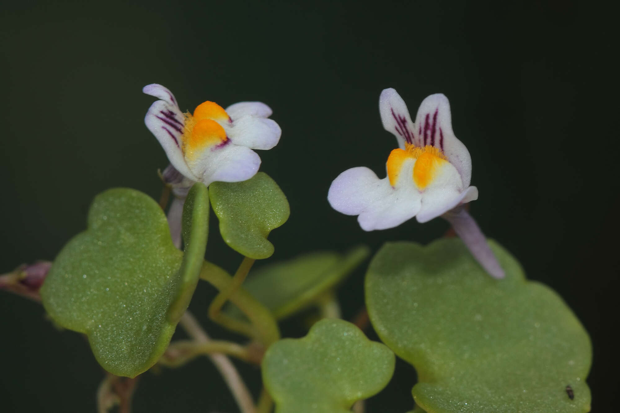 Image of Cymbalaria longipes (Boiss. & Heldr.) A. Cheval.