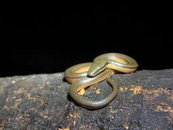 Image of Tonkin Mountain Keelback