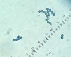 Image of Microascus