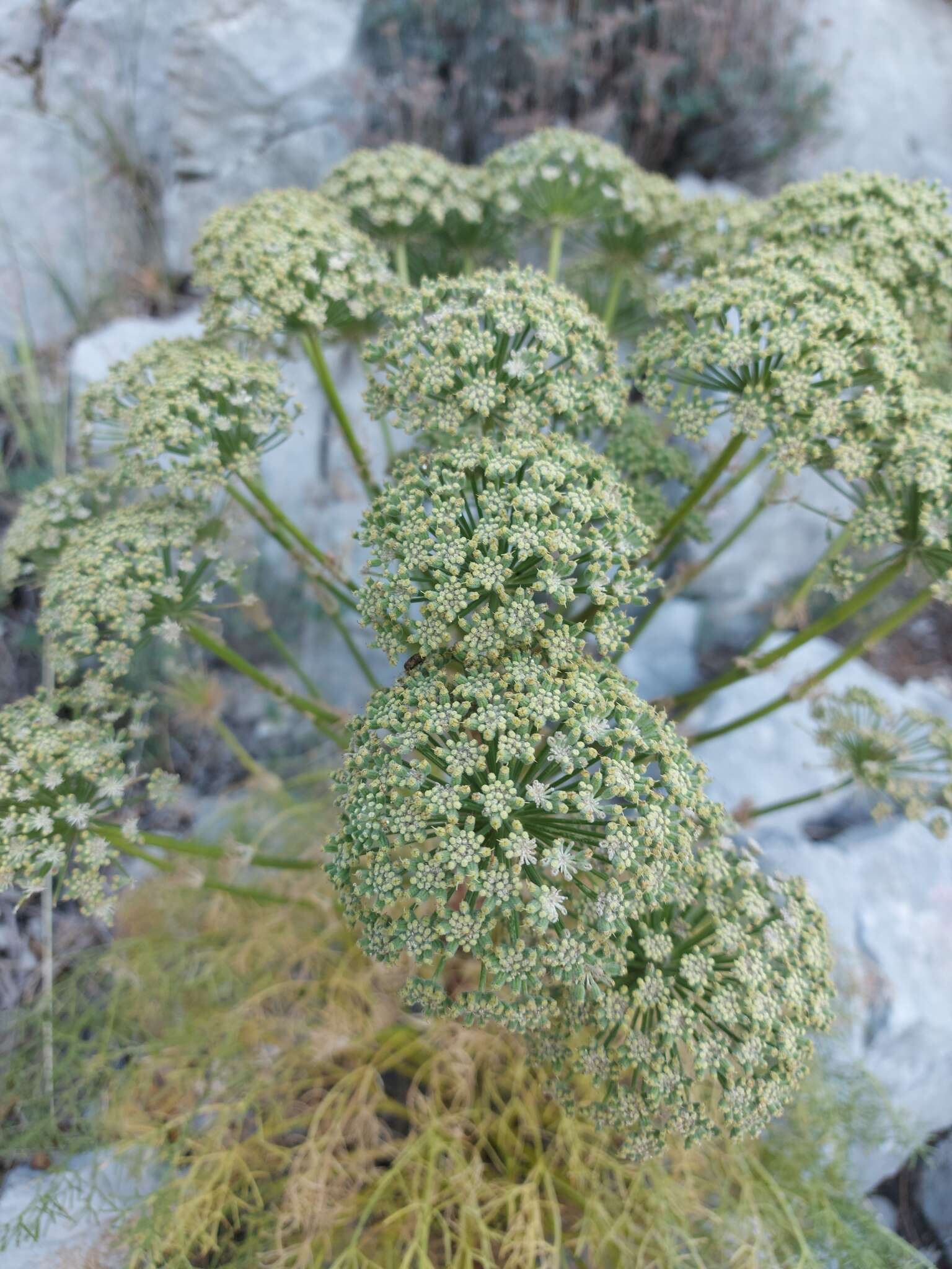 Image of Athamanta ramosissima Portenschl.