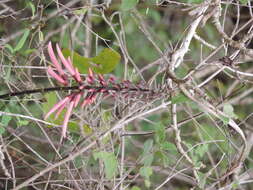 Image de Erythrina standleyana Krukoff