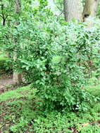 Image of northern spicebush