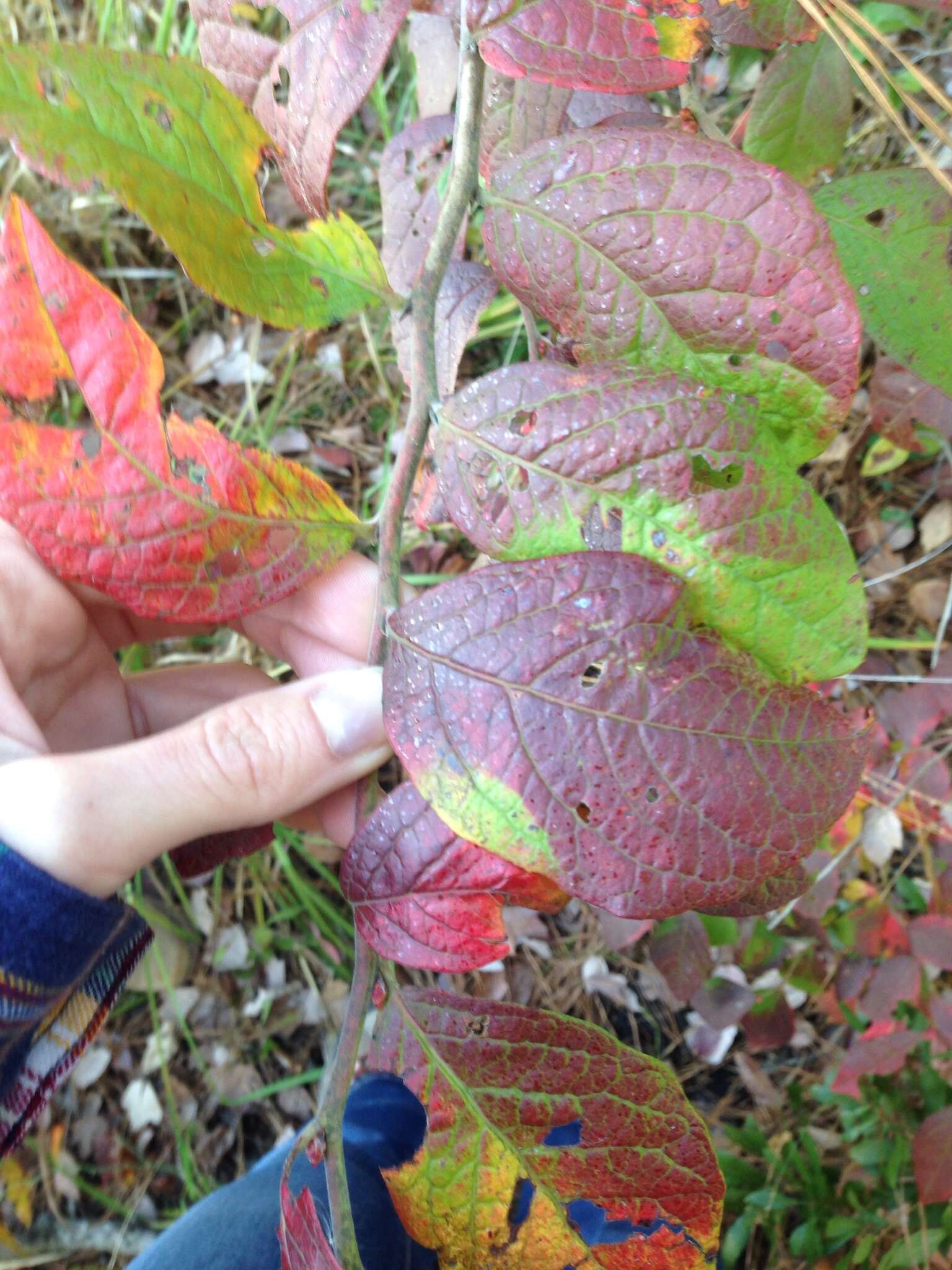 Plancia ëd Vaccinium fuscatum Ait.