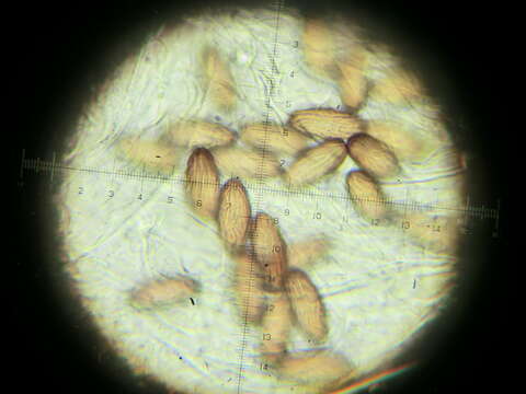 Image of Ascobolus albidus P. Crouan & H. Crouan 1858