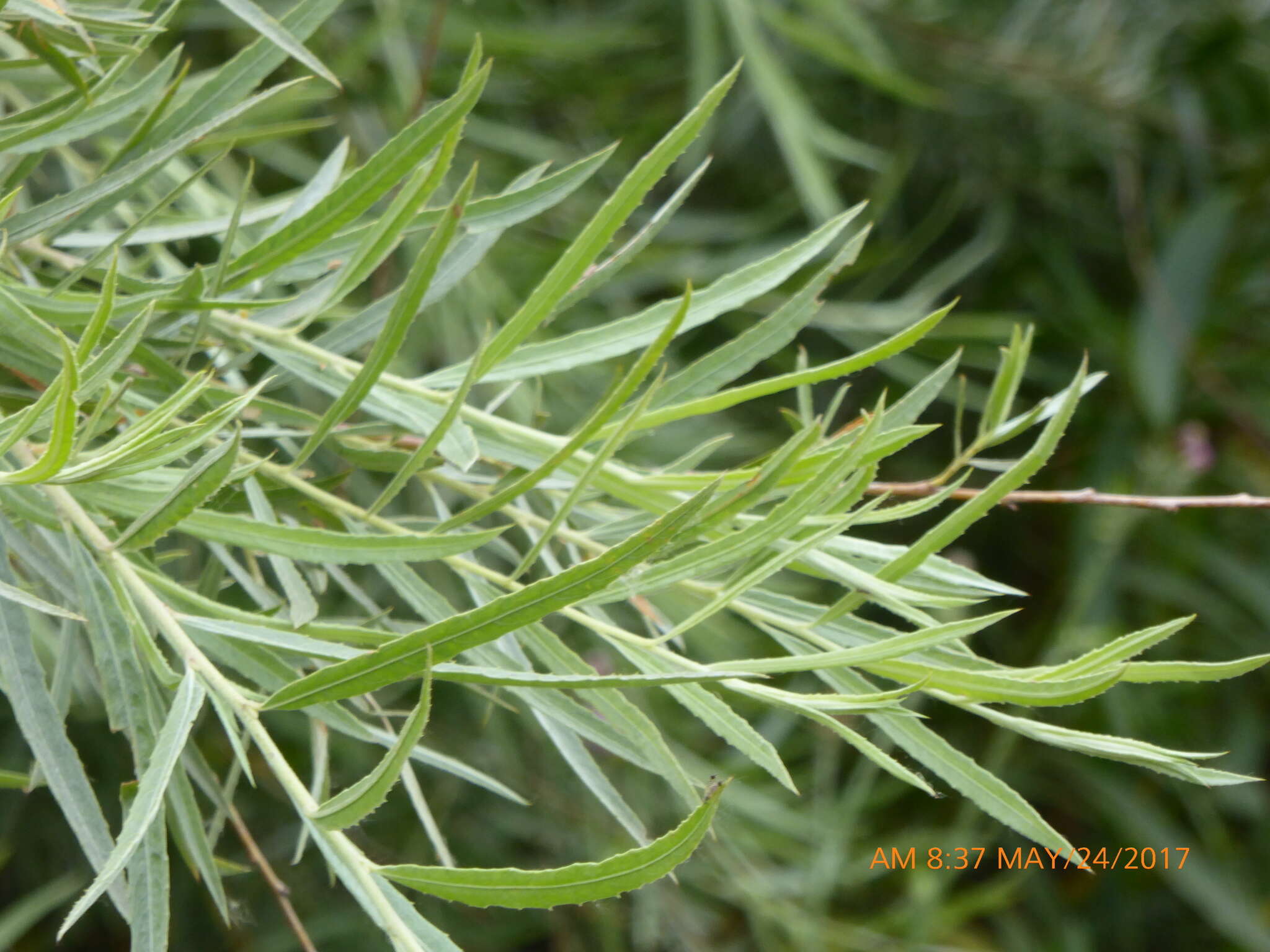 Image of narrowleaf willow