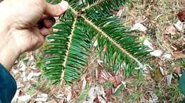 Image of Bhutan Fir