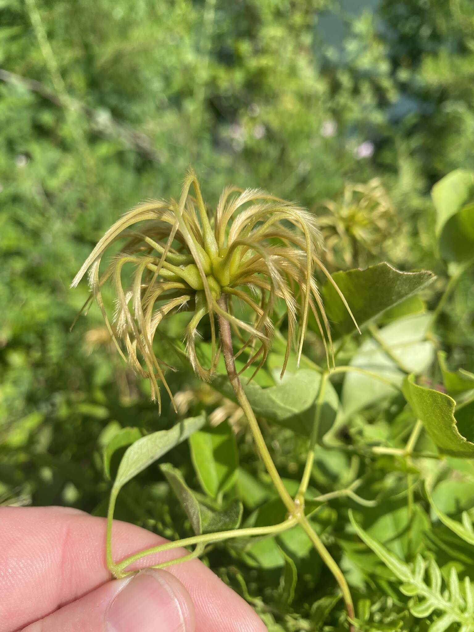 Plancia ëd Clematis vinacea Floden