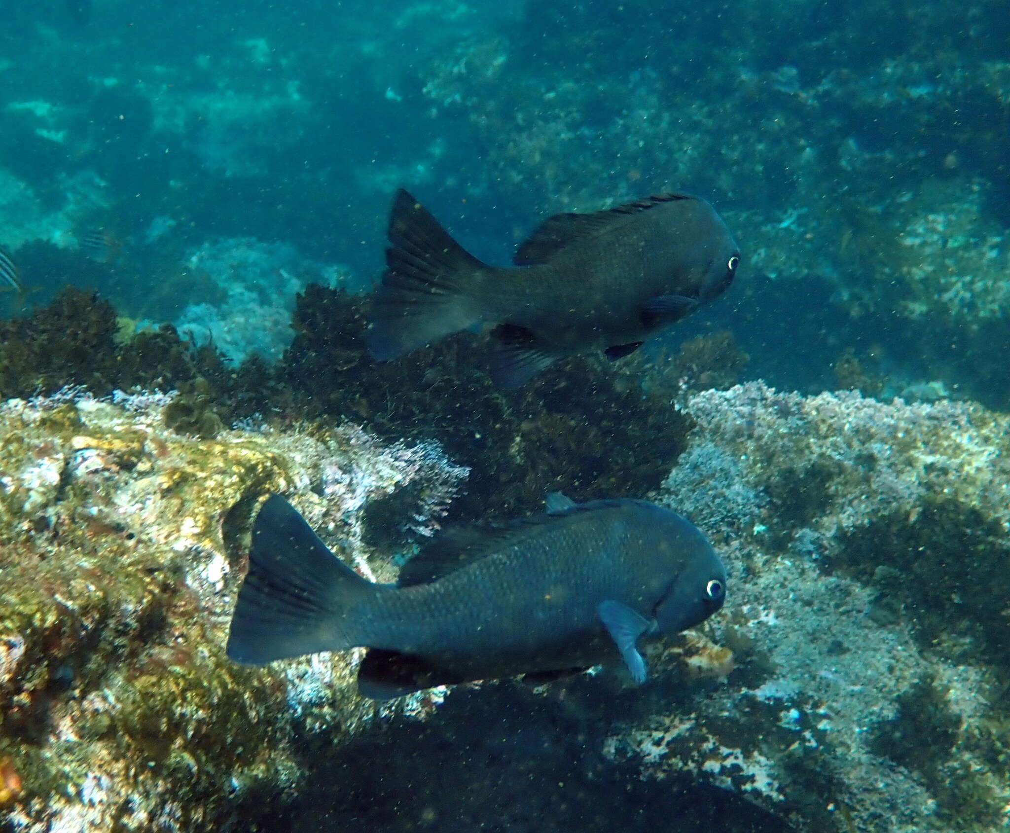 Image of Black bream