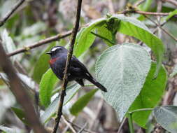 Image of Maroon-belted Chat-Tyrant