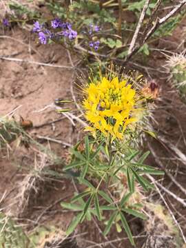 Image of Cleomella lutea (Hook.) Roalson & J. C. Hall