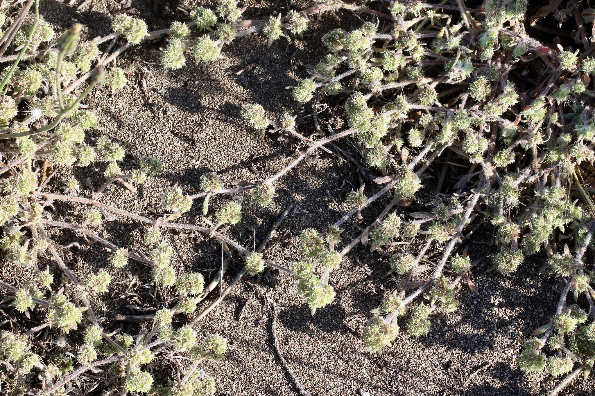 Image of San Francisco spineflower