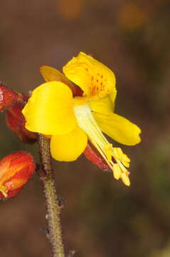 Image of <i>Erythrostemon angulatus</i>