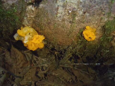 Image of Orange jelly spot