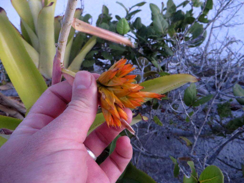 Image de Aechmea aquilega (Salisb.) Griseb.