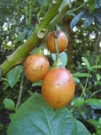 Image of Tamarillo