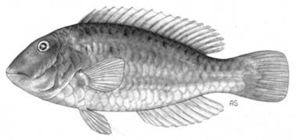 Image of emerald parrotfish