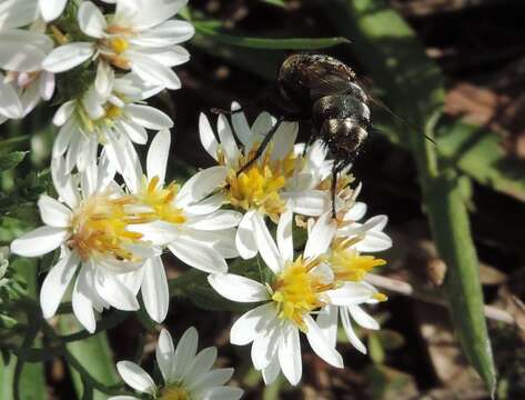 Archytas marmoratus (Townsend 1915) resmi