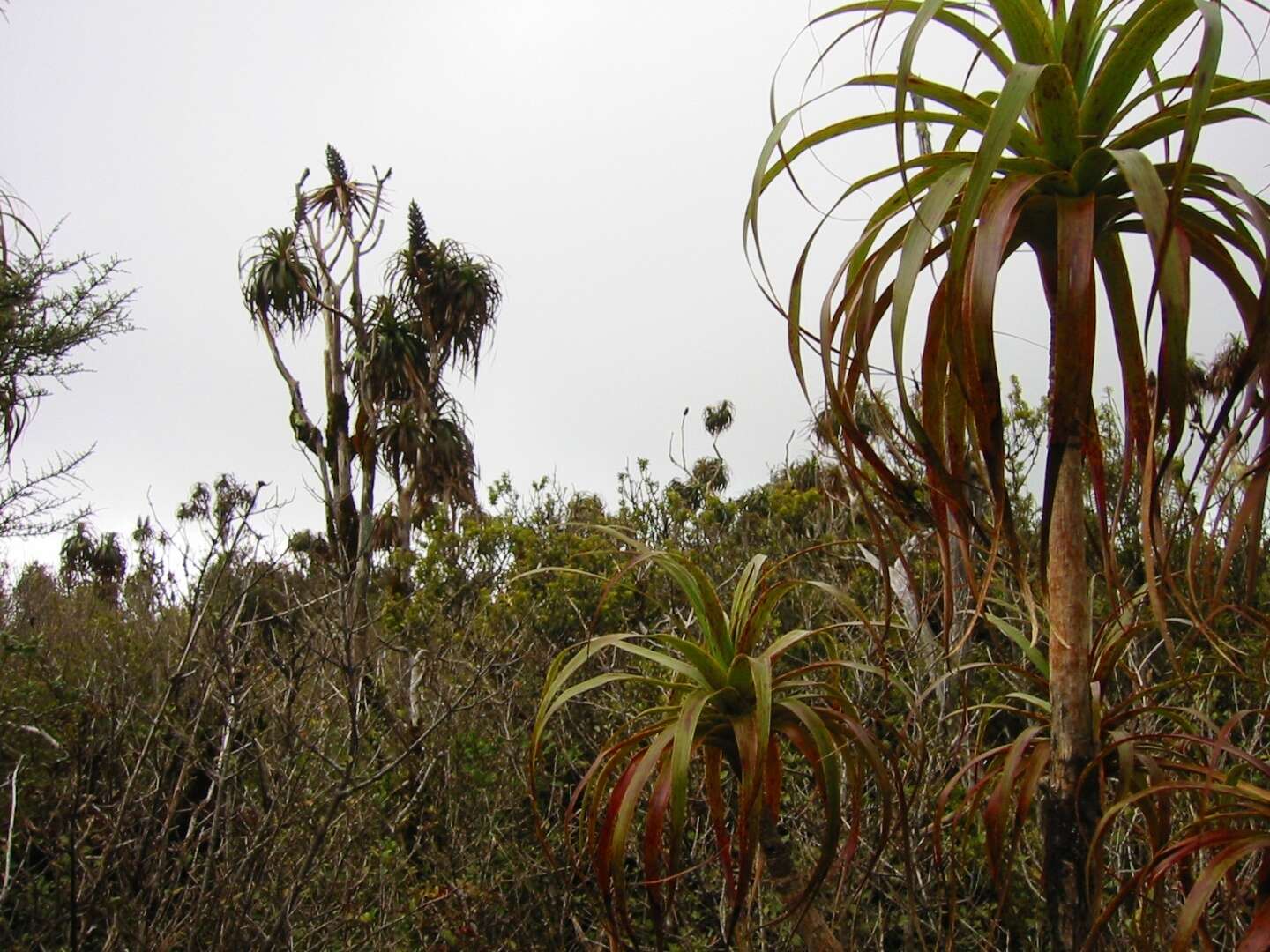 Image of Dracophyllum latifolium A. Cunn.