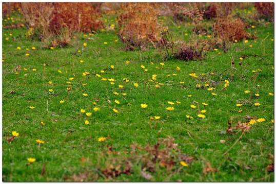 Image of Taraxacum hybernum Stev.