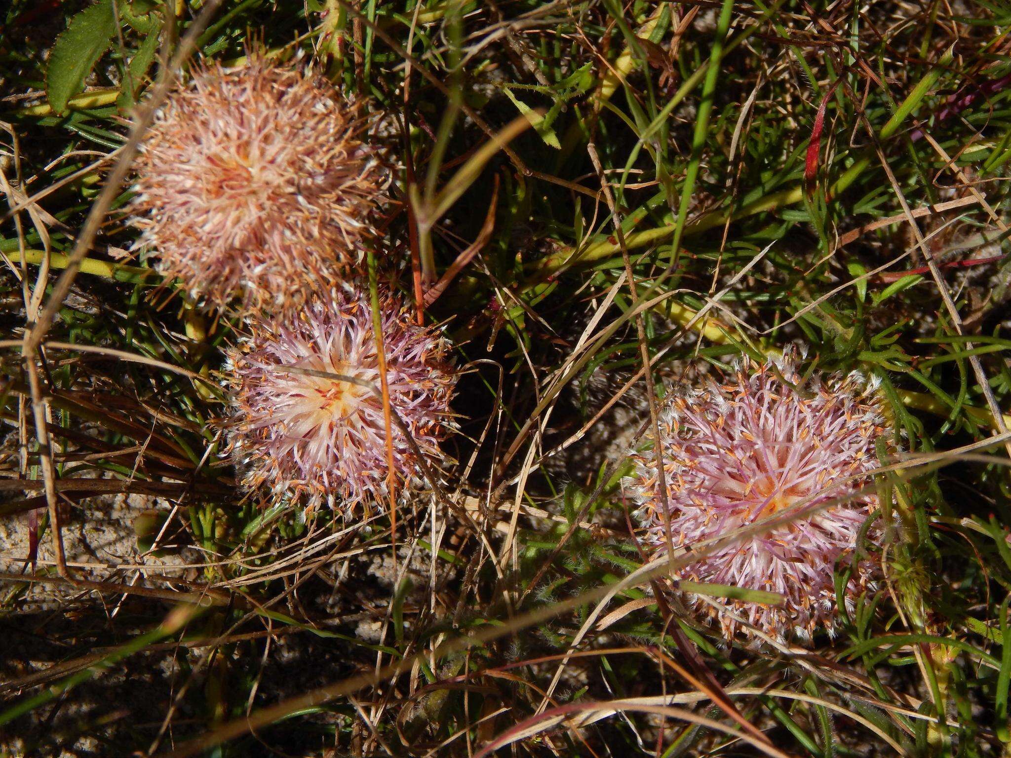 Image of Serruria pinnata R. Br.