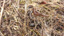 Image of Garden Slender Salamander