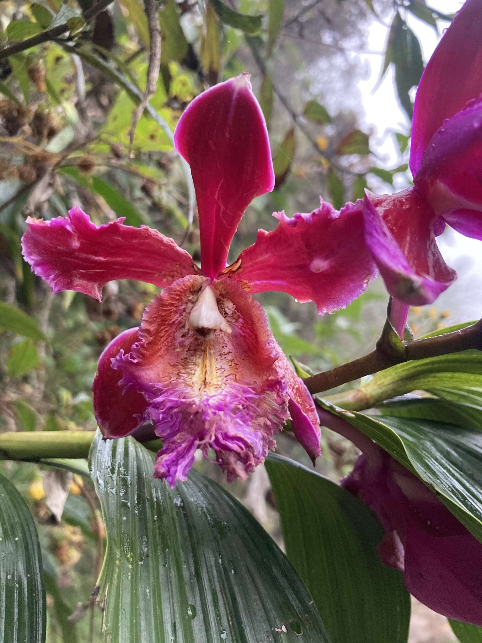 Plancia ëd Sobralia dichotoma Ruiz & Pav.