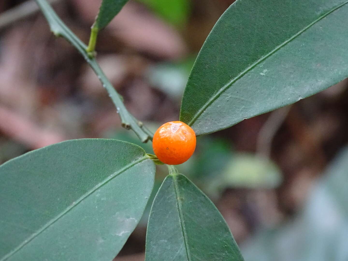 Image of Cherry Orange