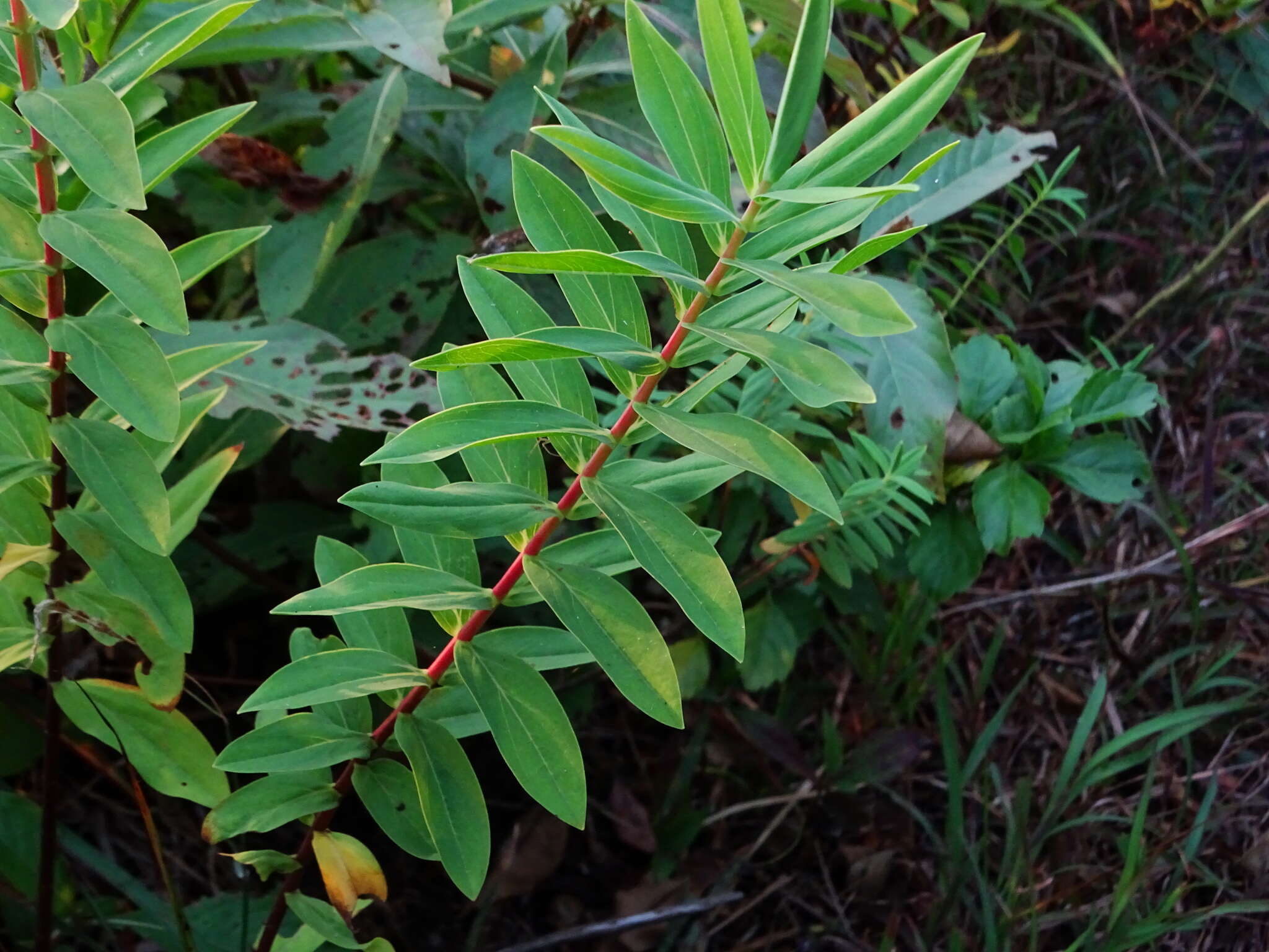 Image of Hypericum mysorense Heyne