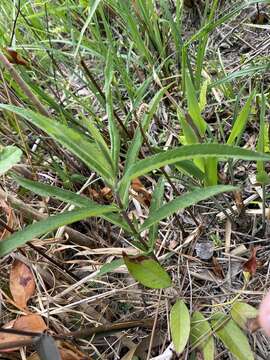 Image of pine barren thoroughwort