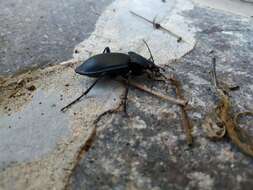 Image of Carabus (Megodontus) germarii Sturm 1815