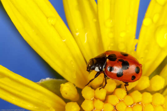 Image of 11-spot ladybird