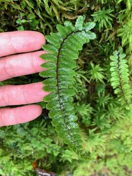 Image de Athyrium nakanoi Mak.