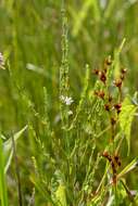 Image of Wand loosestrife