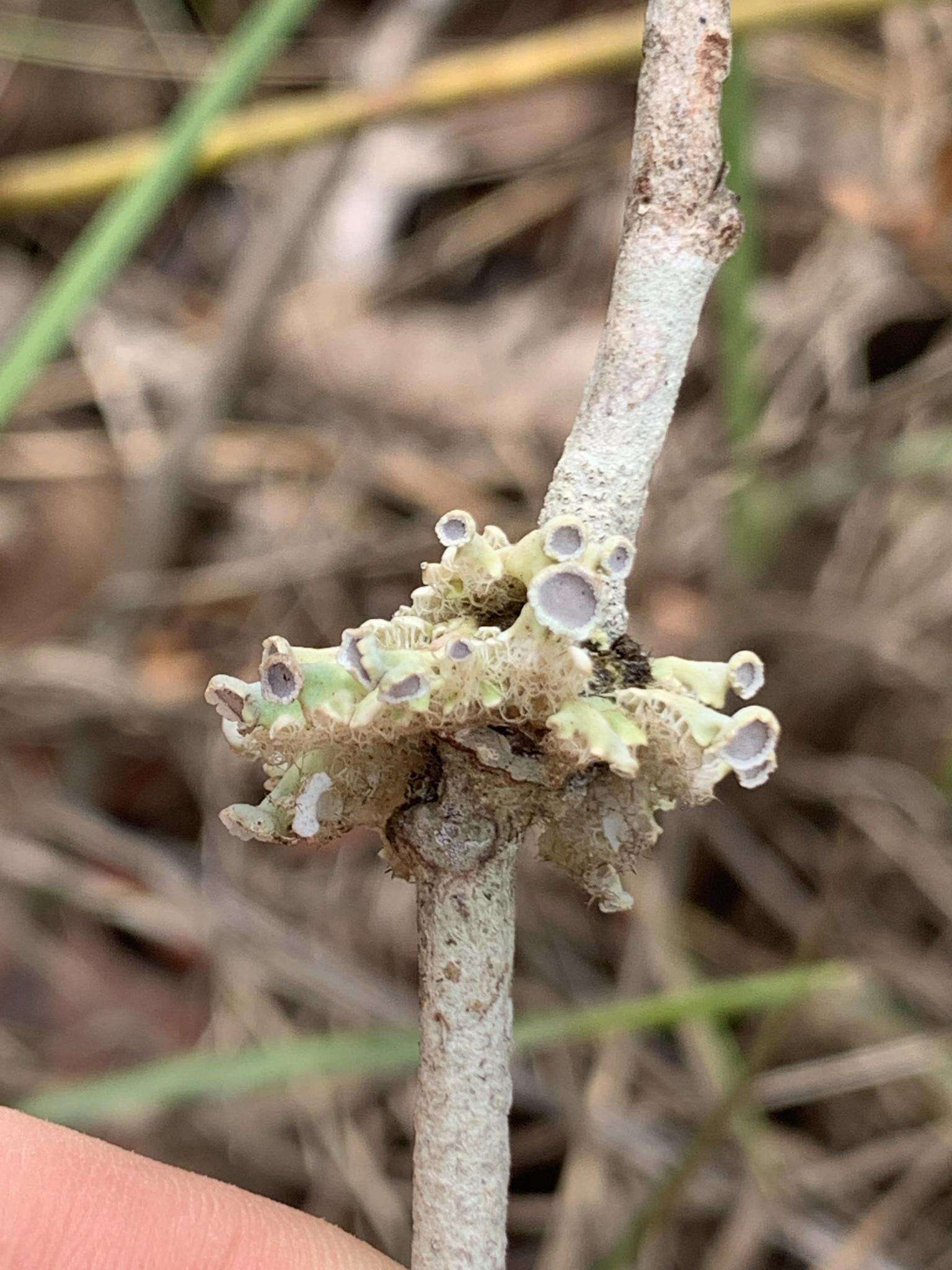 Image of Heterodermia comosa (Eschw.) Follmann & Redón